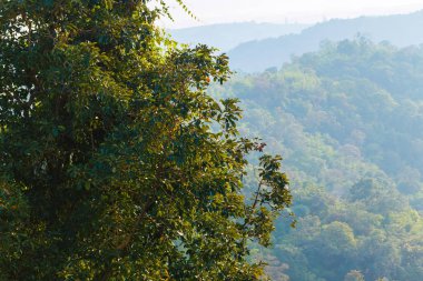 bulutlar dağ ve ağaç