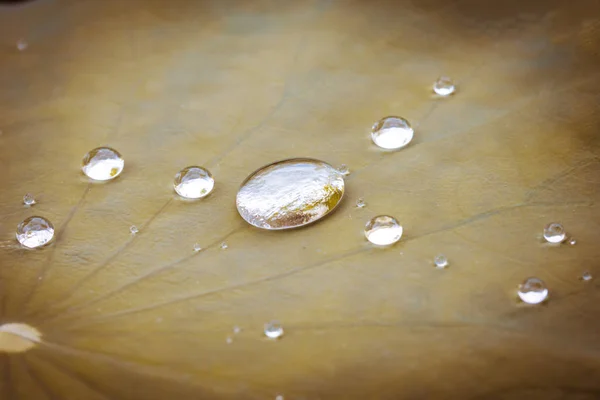 Gotas de água em folhas closeup — Fotografia de Stock