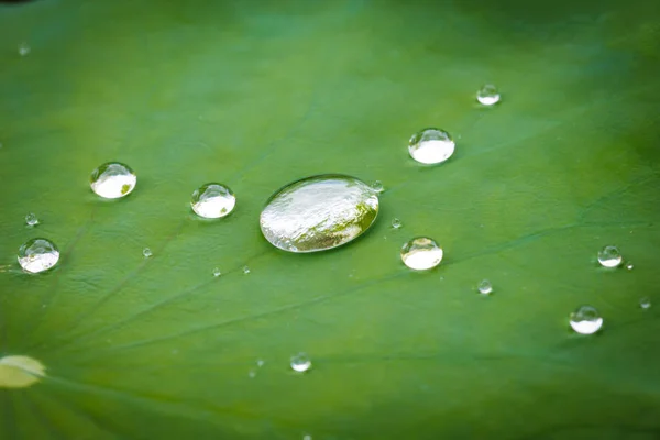 Gotas de água em folhas — Fotografia de Stock