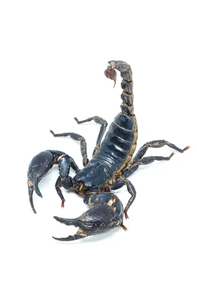 Scorpion isolé sur fond blanc — Photo