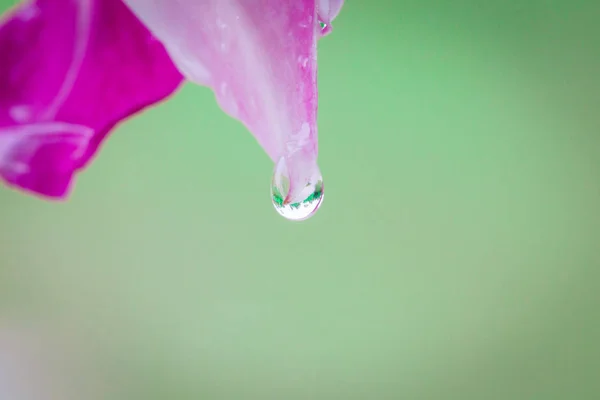 Falanges roxas e rosa, flor de orquídea — Fotografia de Stock