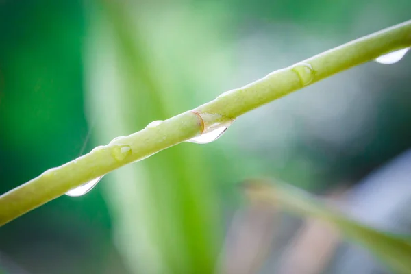 Macro gota de água em bambu verde — Fotografia de Stock