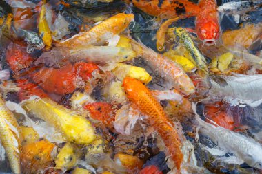 Renkli balık veya fantezi sazan bulanıklık