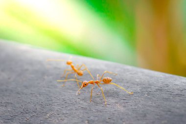 Karınca ayakta ahşap zemin üzerinde