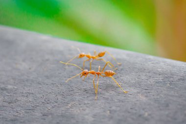 Karınca ayakta ahşap zemin üzerinde