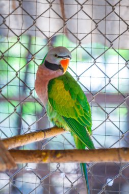 Closeup papağan yeşil bir kafes içinde