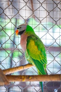 Closeup papağan yeşil bir kafes ayrıntılı