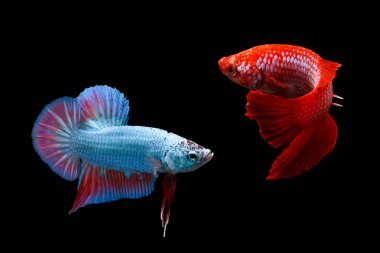 Siyah arka plan üzerine izole iki Siyam mücadele balıklar