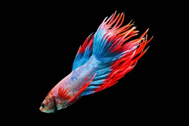 Siyam mücadele balık, Betta splendens, Tayland bulanıklık