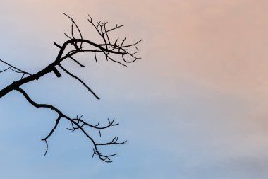 Ağaç dalları ve mavi gökyüzü arka plan