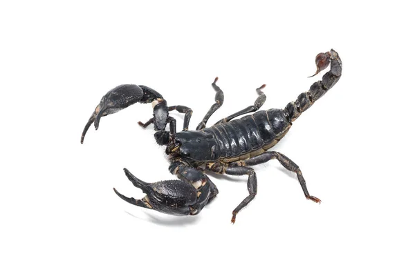 Escorpião isolado no fundo branco — Fotografia de Stock