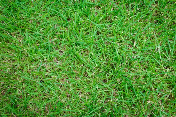 Zielona trawa naturalna tekstura tła — Zdjęcie stockowe