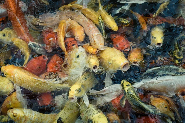Renkli balık veya fantezi sazan — Stok fotoğraf