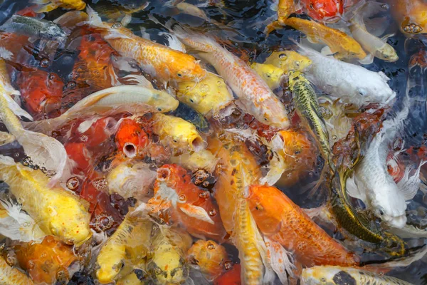 Kleurrijke vissen of fancy carp vervagen — Stockfoto