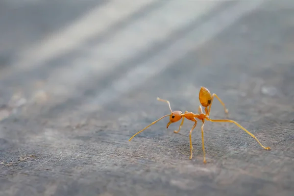 Ant standing on wooden floor — Stock Photo, Image