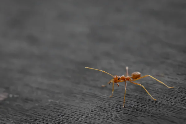 Hormiga de pie sobre suelo de madera — Foto de Stock
