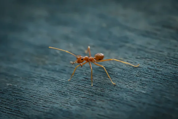 Karınca ayakta ahşap zemin üzerinde — Stok fotoğraf