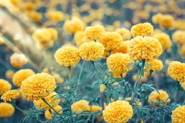 Flores de caléndula en el jardín detalle naturaleza — Foto de Stock