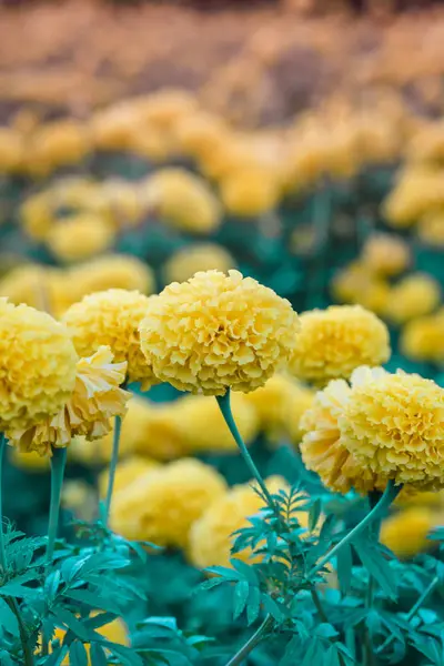 Flores de caléndula en el jardín desenfoque naturaleza — Foto de Stock