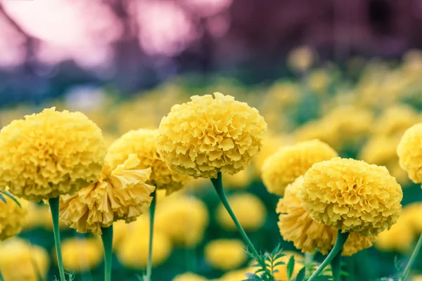 Flores de caléndula en el desenfoque del jardín — Foto de Stock