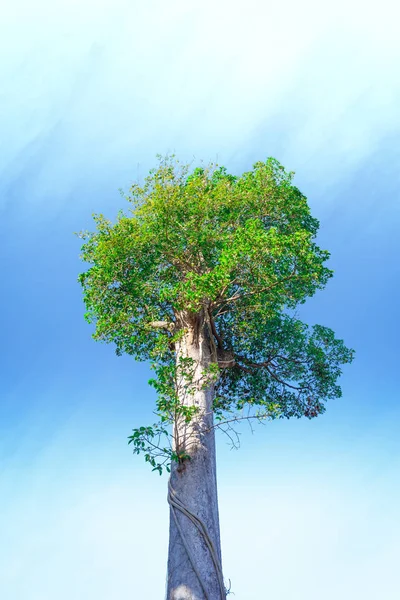 Träd på himmel bakgrund deail natur — Stockfoto