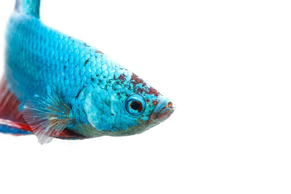 Siamese fighting fish, Betta splendens, Thailand vervagen — Stockfoto