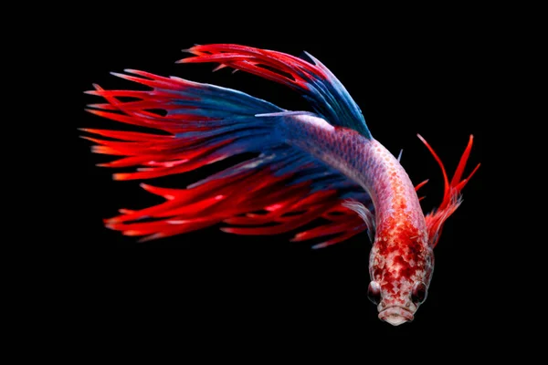 Pesce siamese combattente, Betta splendens, Thailandia sfocatura — Foto Stock