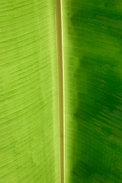 Bananeira folhas fundo closeup detalhe natureza — Fotografia de Stock