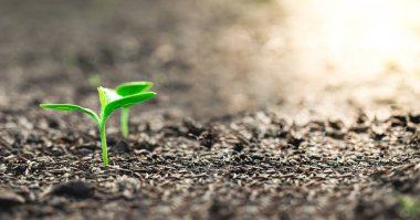 Growing seedlings that are on the ground with light shining ever