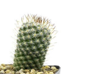 Kapalı yeşil kaktüs kırpma ile beyaz arkaplanda izole 