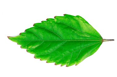 Leaves green isolated on a white background with clipping Path
