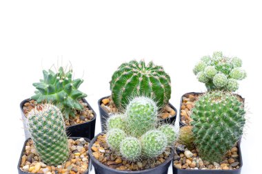 Several varieties of cactus isolated on white background
