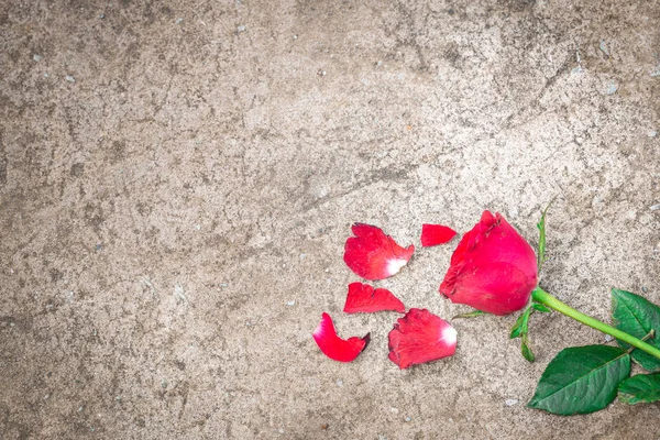 Rote Rosen und Rosenblätter auf dem Zementboden lizenzfreie Stockbilder