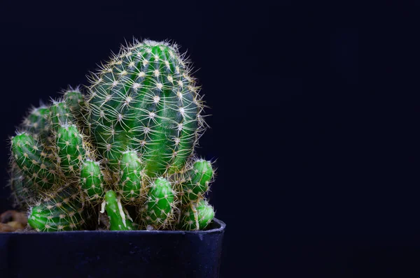 Closeup Cactus Isolate Sur Fond Noir Détail Narure Art — Photo
