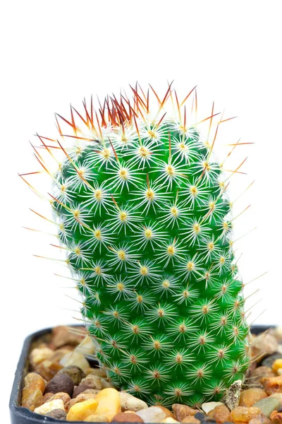 Gros Plan Cactus Vert Isolé Sur Fond Blanc Détail Nature — Photo
