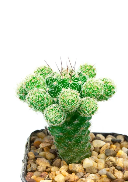 Gros Plan Cactus Vert Isolé Sur Fond Blanc Détail Nature — Photo