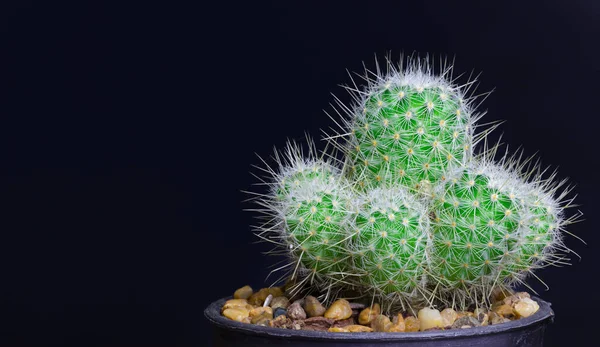 Closeup Cactus Isolate Sur Fond Noir Détail Narure Art — Photo