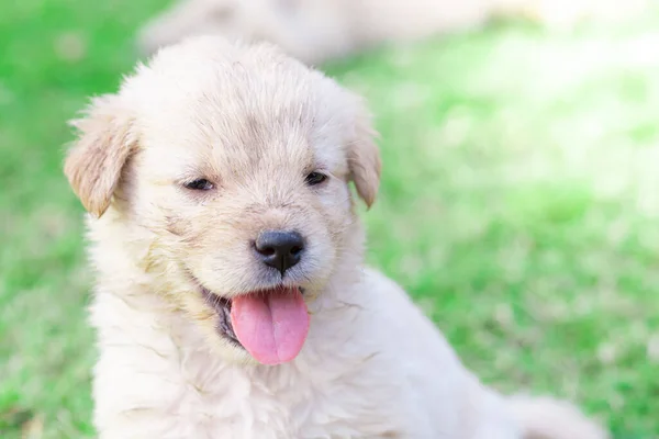 Golden Retriever Filhotes Está Gramado Com Rosto Sorridente Detalhe Desfoque — Fotografia de Stock