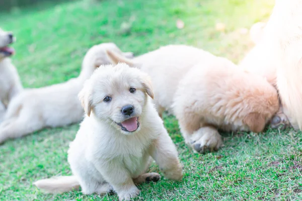 Golden Retriever Filhotes Cachorro Vara Fora Sua Língua Sorrindo Divertindo — Fotografia de Stock