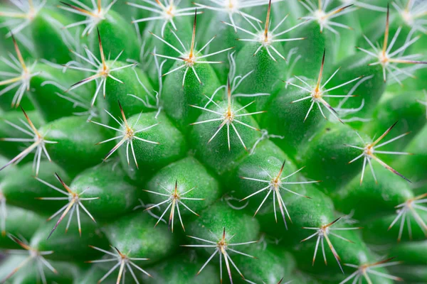 Vue Rapprochée Cactus Vert Vif Détail Texture Art — Photo