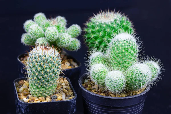 Closeup Cactus Isolate Sur Fond Noir Détail Narure Art — Photo