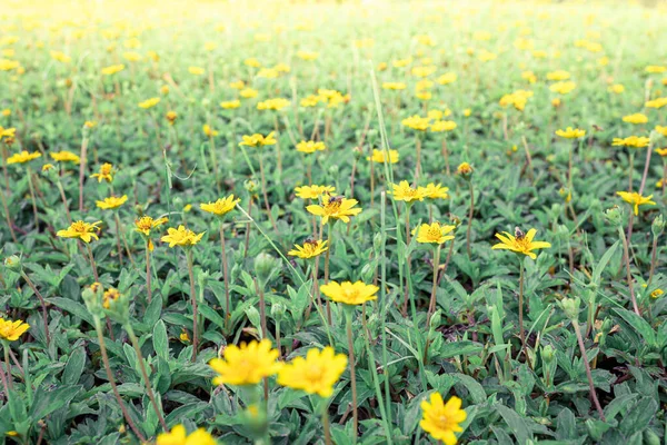 Muchas Flores Amarillas Con Hermosas Abejas Pradera Detalle Arte Desenfoque — Foto de Stock