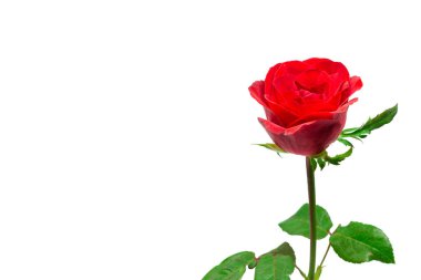 Beyaz arka planda izole edilmiş kırmızı taze güller. Kesme yolu