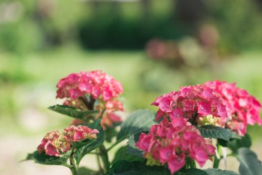 güneş ışığında bahçede büyüyen güzel çiçekler
