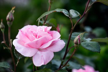 Yaz aylarında pembe gül