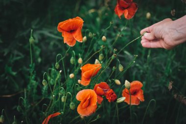 Poppy bir çayır alanda