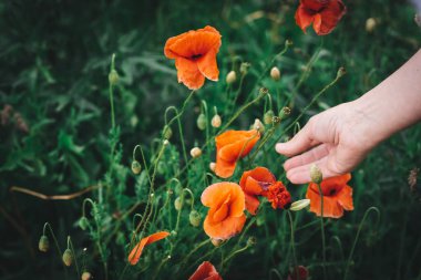 Poppy bir çayır alanda