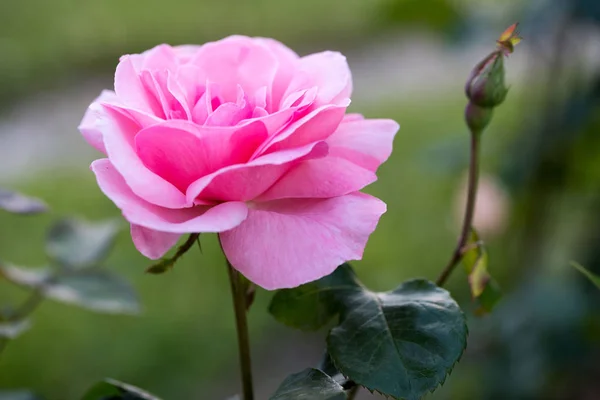 Close Pink Rose Summer — Stock Photo, Image