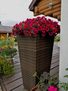 Güzel renkler çiçekler