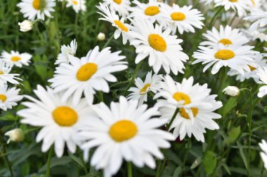 Birçok papatya açık